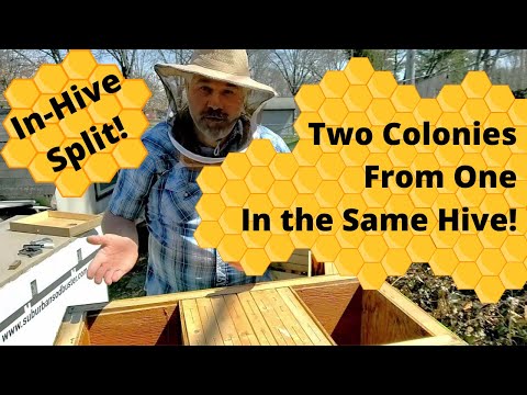 , title : 'How to Split a Honeybee Colony in a Layens Horizontal Hive #honeybee #beekeeping #horizontalhive'
