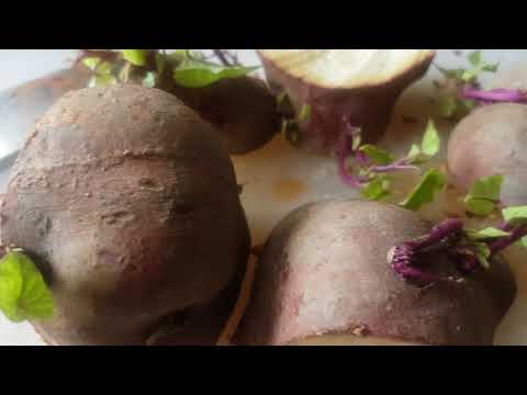 How to grow sweet potato in New Zealand - Kumara (RECYCLE)