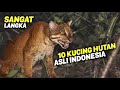 ALMOST EXTINCT 10 TYPES OF JUNGLE CATS NATIVE TO INDONESIA There Are Golden Cats Clouded Leopa