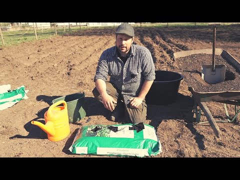 Två enkla sätt att sätta potatis till midsommar!