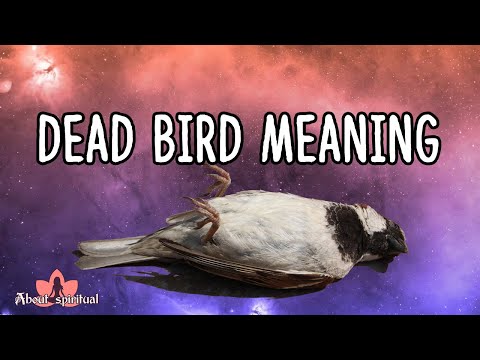 Dead Bird Meaning: Is It Good or Bad Luck?