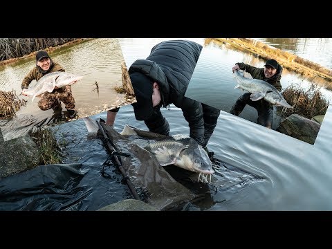 Kæmpe Stør i POPPELSØEN!!// BIG sturgeon