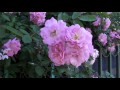 Розовые розы 