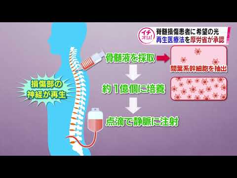 脊髄治癒の鍵が発見される?