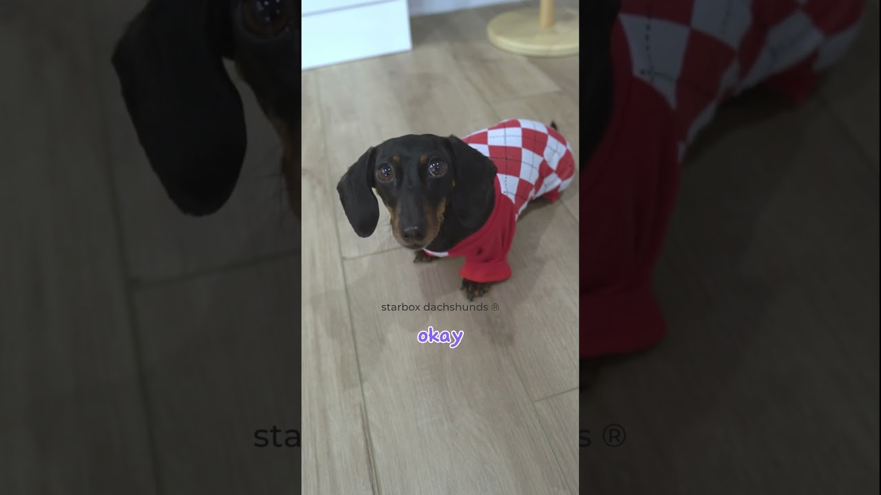 Buttercup can’t sleep with lights on #starboxdachshunds