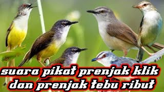 Download lagu suara pikat prenjak klik prenjak sawah  mix prenjak tebu atau meong ribut ampuh pikat burung liar mp3
