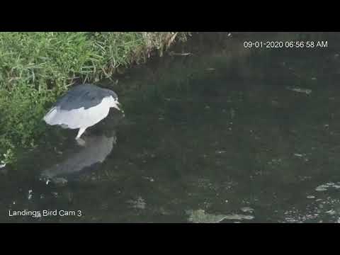 Black-crowned Night-Heron Strikes A Snack In Savannah – September 1, 2020