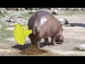 Extreme Funny Try Not To Laugh Animals Farting Compilation