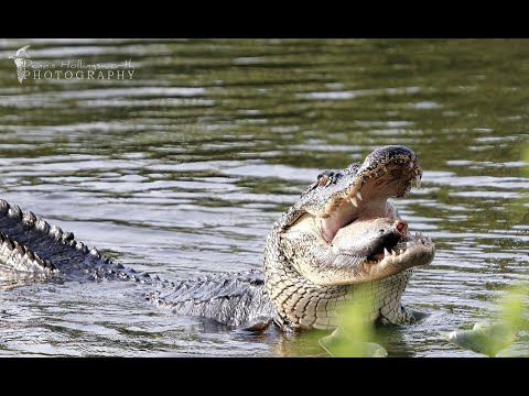 CIRCLE B BAR RESERVE - It is Alligator season, see gators and more.