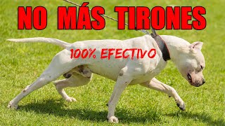 Enseña a tu PERRO a no TIRAR de la correa durante el paseo [100% EFECTIVO]