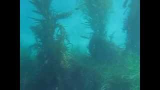 White Sea Bass at secret spot Malibu  MVI 0649