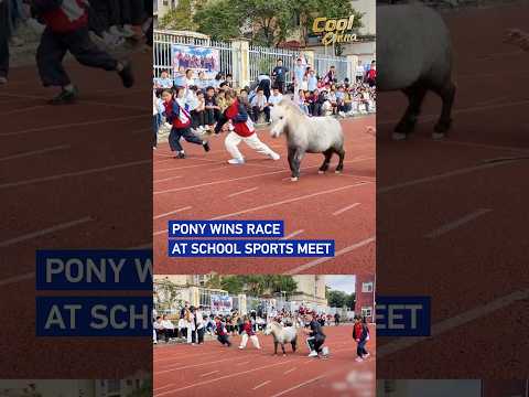 Pony wins race at school sports meet #coolchina