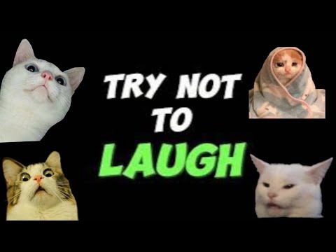 Try Not To Laugh 😀 Funny Cats Reactions😺🤣 Fighting | Moments | Best scenes❤️ 😂 | #Cat Reacts