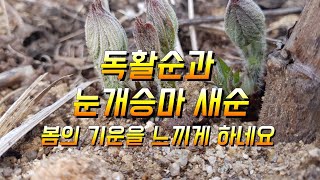 독활 땅두릅순과 눈개승마 새싹에 봄의 기운이