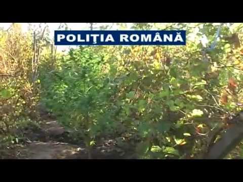 Canepa din vie - Suceveni, jud. Galaţi