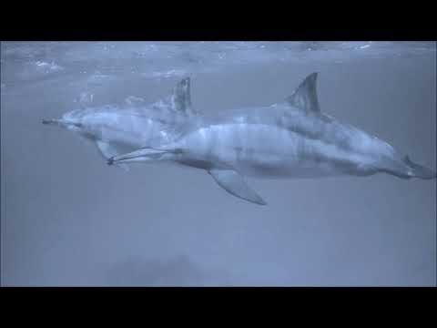 Croisiere St Johns Egypte 2017 1yt