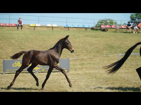 DESPACITO han.(Dynamic Dream- Don Federico- Florestan) 12.04.2023