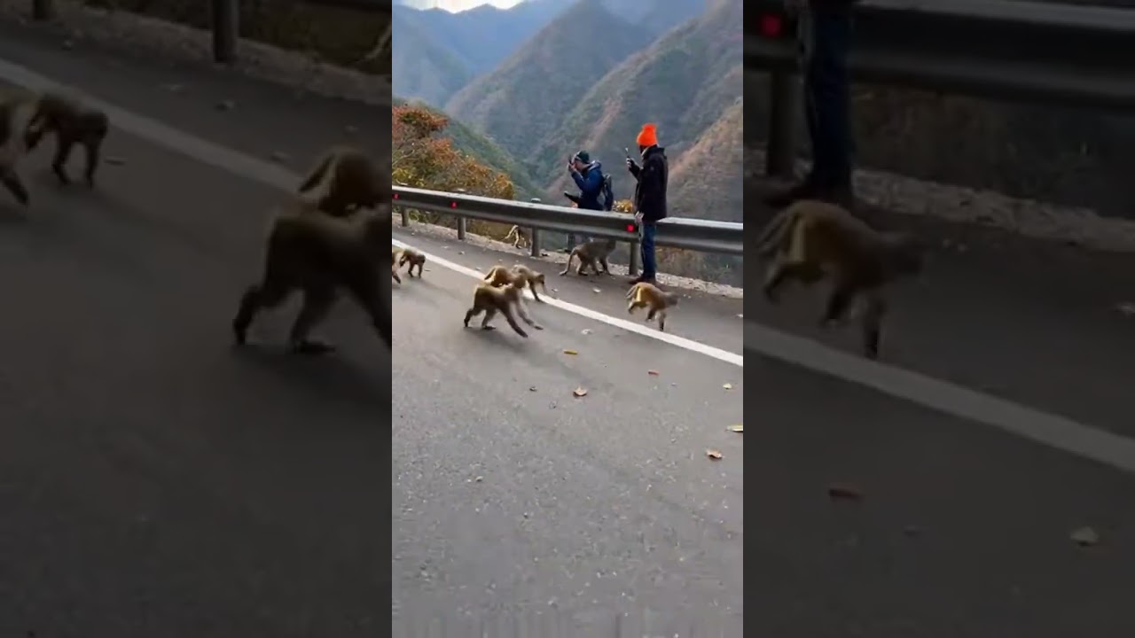 I ran into a whole bunch of monkeys.