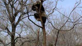 beijing zoo panda 北京動物園的熊貓　０１