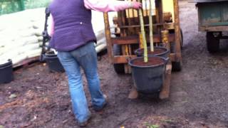 preview picture of video 'Big Plants on the Nursery.'