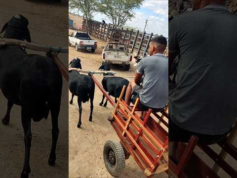 Carro de Carneiro na feira de Tabira-PE