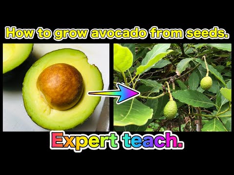 アボカドの木を地中で維持するにはどうすればよいですか?たくさんの実を収穫するための上手なお手入れの秘訣！  庭園