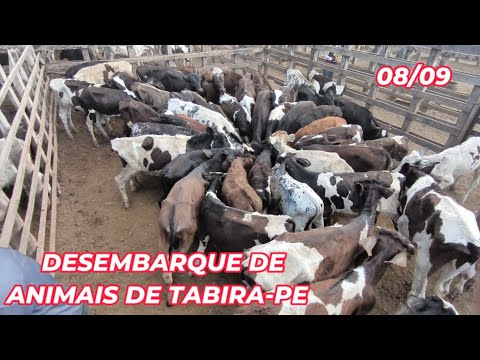 Desembarque de animais de Tabira-PE (08/09/26) Parte 2