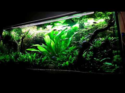 Akwarium naturalne update