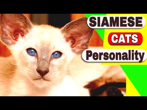 Siamese Cats Personality - Are Siamese cats aggressive?