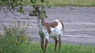 Rare Piebald Deer in Pa