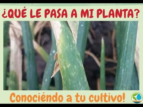 , title : '¿Qué le pasa a mi planta? conociendo un tipo de Tizón de la cebolla, botrotynia squamosa'