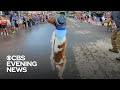 Meet The Dog Who Learned To Walk Like A Human