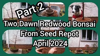 Part 2. Two Dawn Redwood Bonsai From Seed Repotted April 2024