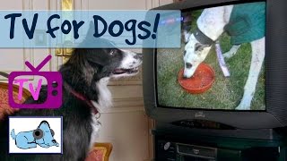 6 Hours of The Best TV For Dogs Yet, Help with separation anxiety and learn how to stop barking