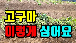 고구마 요즘날씨에 잘못 심으면 냉해입기 딱 좋아요. 심기전에 이렇게하고 심으면 뿌리잘내리고 잘 살아요 #고구…
