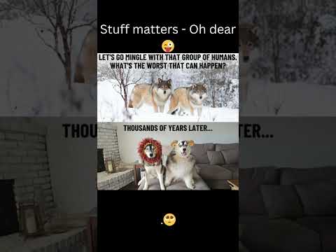 HUMAN AND PETS What do you think on this #funny #pets #petlovers #human #comedy #comedyshorts