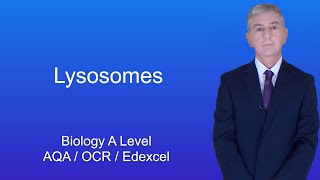 A Level Biology Revision Lysosomes