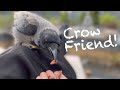 How To Befriend A Wild Crow: Step 1/4