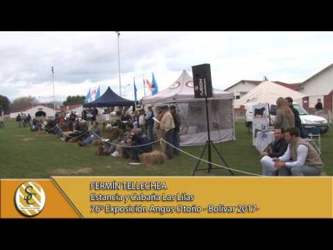 17-05-17 Nota Fermin Tellechea - Est. y Cabaña Las Lilas - 76º Exposición Angus de Otoño en Bolivar