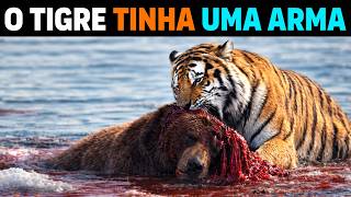 🚨 AGORA: Por que TIGRES estão DEVORANDO URSOS de propósito na RÚSSIA?