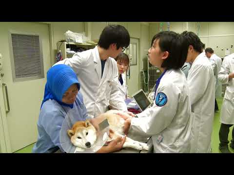 【山口大学OC2025／共同獣医学部】学部紹介