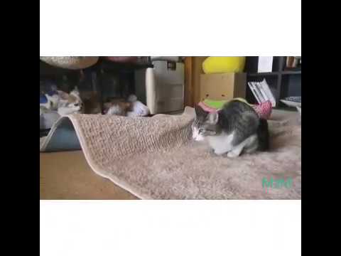 Funny Cat dance on the floor