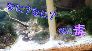 ウツボ水槽でメインでやってる水槽掃除を紹介してみた☆彡　毒抜き（底砂掃除）編