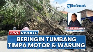 Jalan Merapi Malang Macet usai Pohon Beringin Raksasa Tumbang hingga Menimpa Motor & Warung