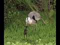 Heron Working On Eating A Bunny Rabbit ️ WARNING ️