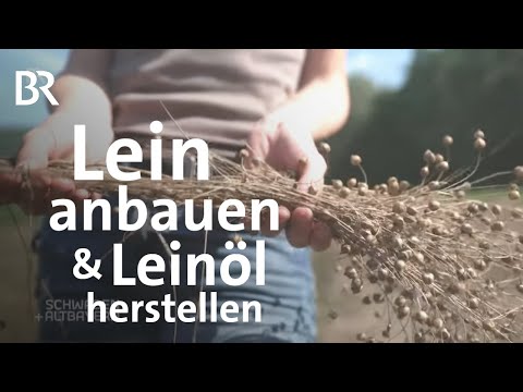 Sonderkultur Lein: Landwirtin experimentiert mit Leinpflanzen | Leinöl | Schwaben + Altbayern | BR