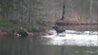 preview picture of video 'Swimming Moose - Novasol S45878 - Sunne Värmland Sweden'