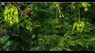 Download lagu KEMBANG PETE (story WA) mp3