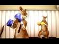 Tekken 6 Roger Jr Ending