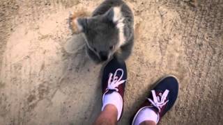 The moment this baby koala climbs up and cuddles c
